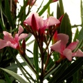 DSC00151